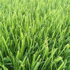 草坪_昆明市安寧草坪基地包成活