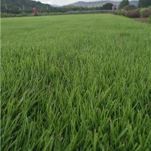 本基地有大量的草坪卷銷售，供應充足