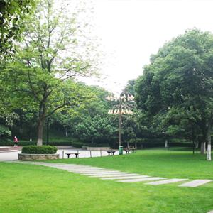 某公園草坪綠化工程