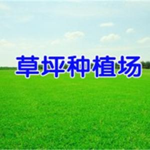 昆明安寧草坪價(jià)格是多少錢一平方？