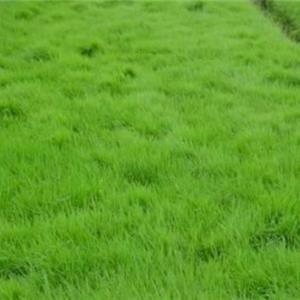 云南小林草坪基地-草坪草場(chǎng)-馬尼拉草坪