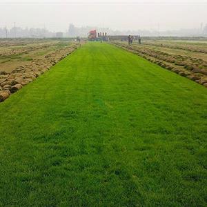 關(guān)于云南草坪種植技術(shù)對(duì)土壤的要求-草坪正確的管理技術(shù)和養(yǎng)護(hù)工藝